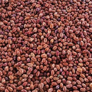 Bean Madiera Maroon