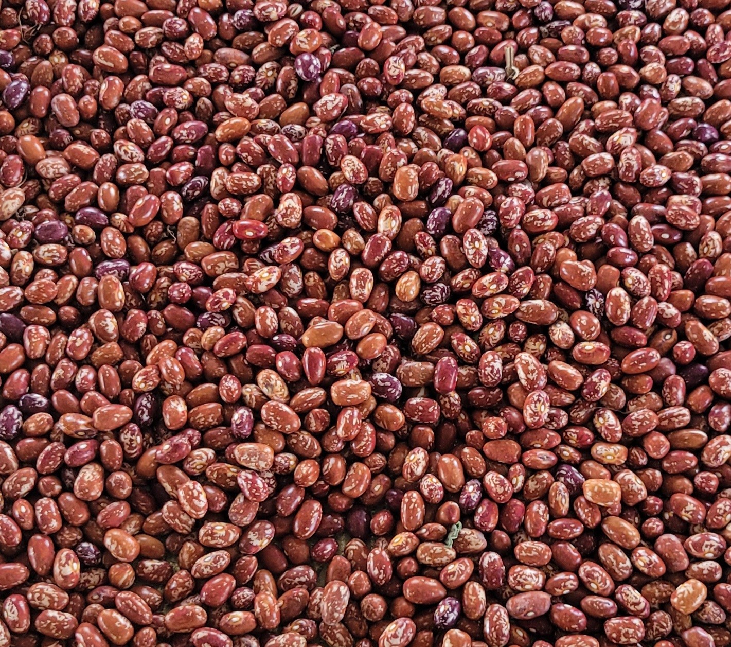 Beans Madiera Maroon