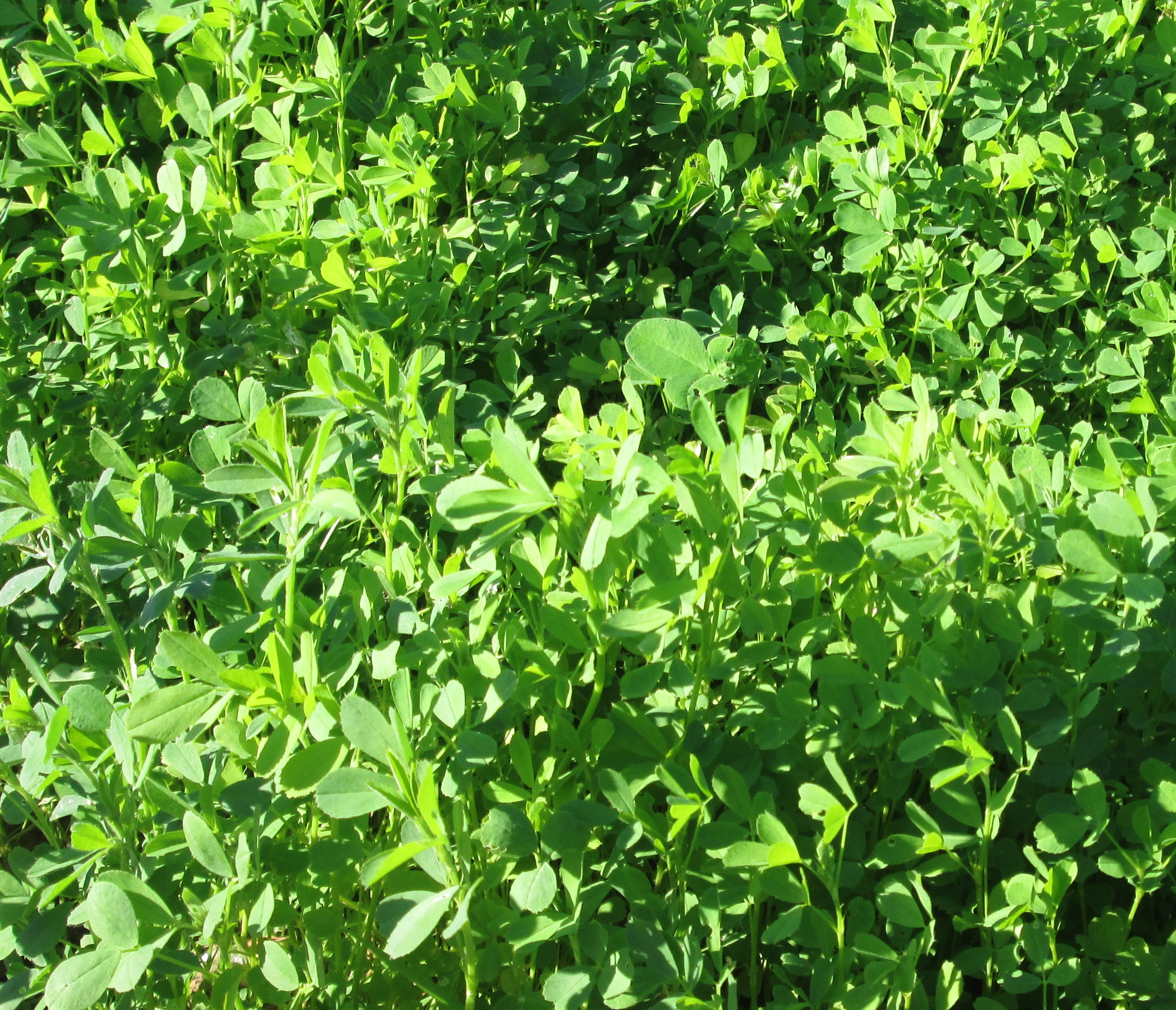 Dried Alfalfa Leaves 4oz