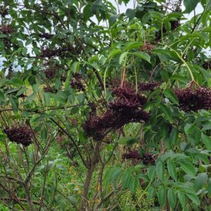 Dried Elderberries 4oz