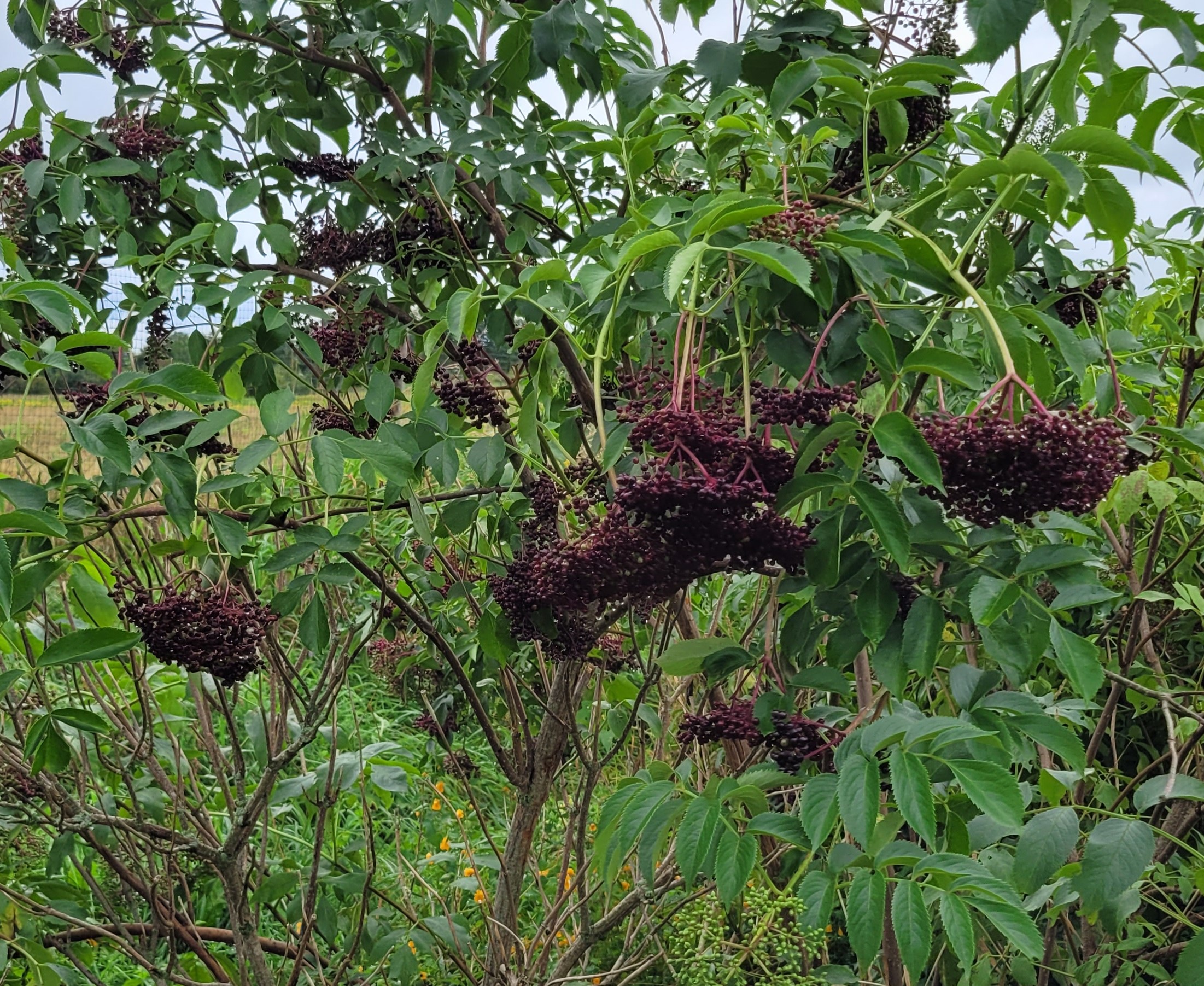 Dried Elderberries 4oz